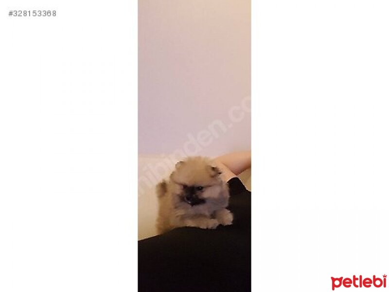 Pomeranyalı, Köpek  Cookie fotoğrafı