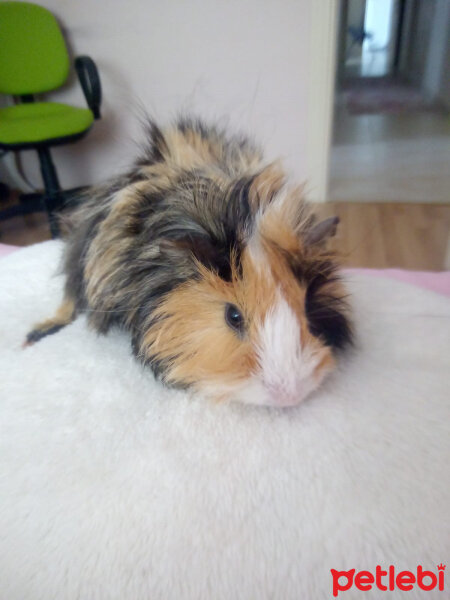 Guinea Pig, Kemirgen  Kurabiye fotoğrafı