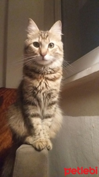 Tekir Kedi, Kedi  zozi fotoğrafı