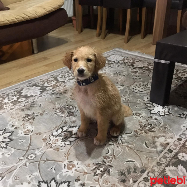 Golden Retriever, Köpek  Rex fotoğrafı