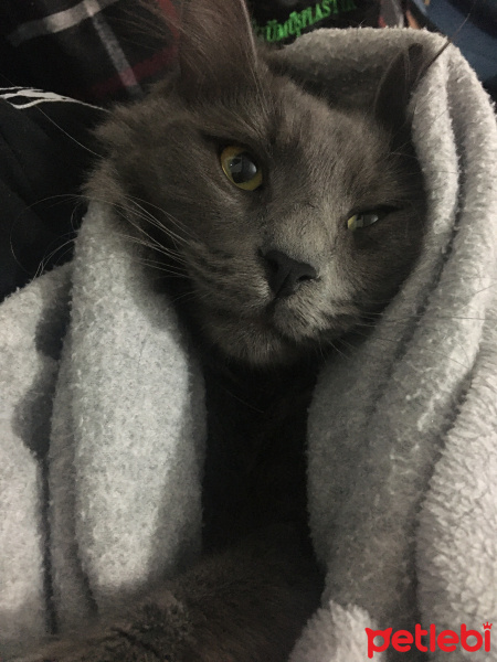 Mavi Rus, Kedi  Gölge fotoğrafı