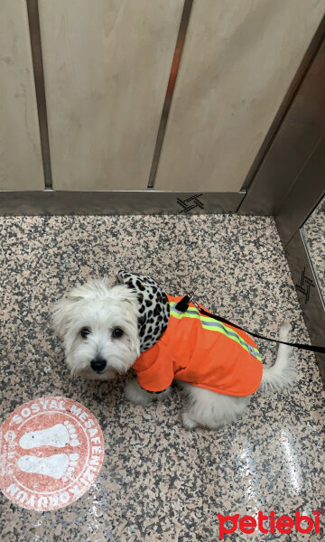 Maltese, Köpek  Raşa fotoğrafı