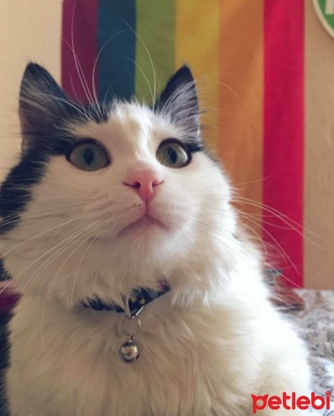 Tuxedo (Smokin) Kedi, Kedi  KANT fotoğrafı