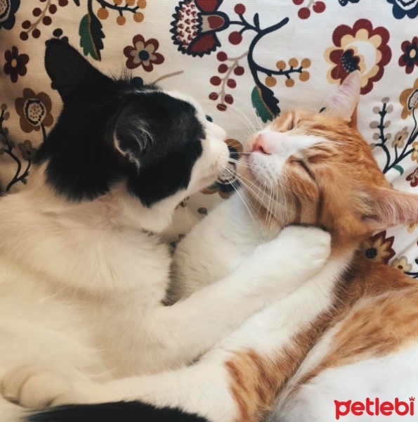 Tuxedo (Smokin) Kedi, Kedi  KANT fotoğrafı