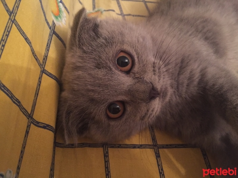 Scottish Fold, Kedi  Smyrna fotoğrafı