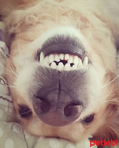 Golden Retriever, Köpek  Gypsy fotoğrafı