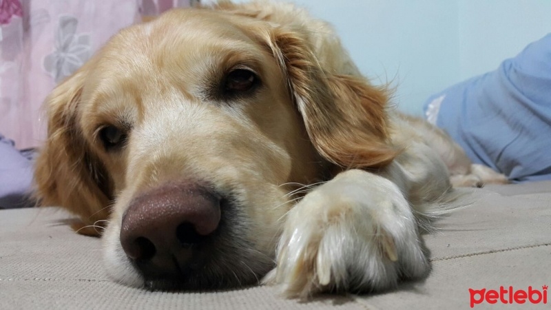 Golden Retriever, Köpek  Gypsy fotoğrafı
