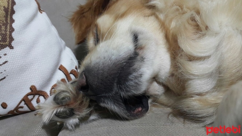 Golden Retriever, Köpek  Gypsy fotoğrafı