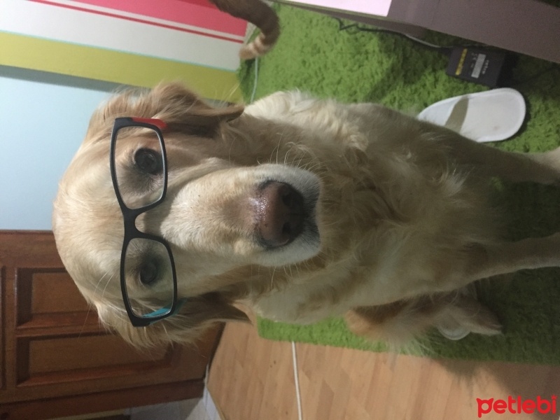 Golden Retriever, Köpek  Gypsy fotoğrafı