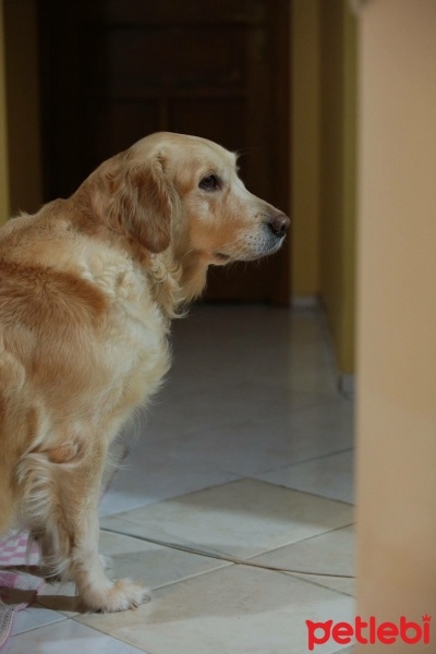 Golden Retriever, Köpek  Gypsy fotoğrafı