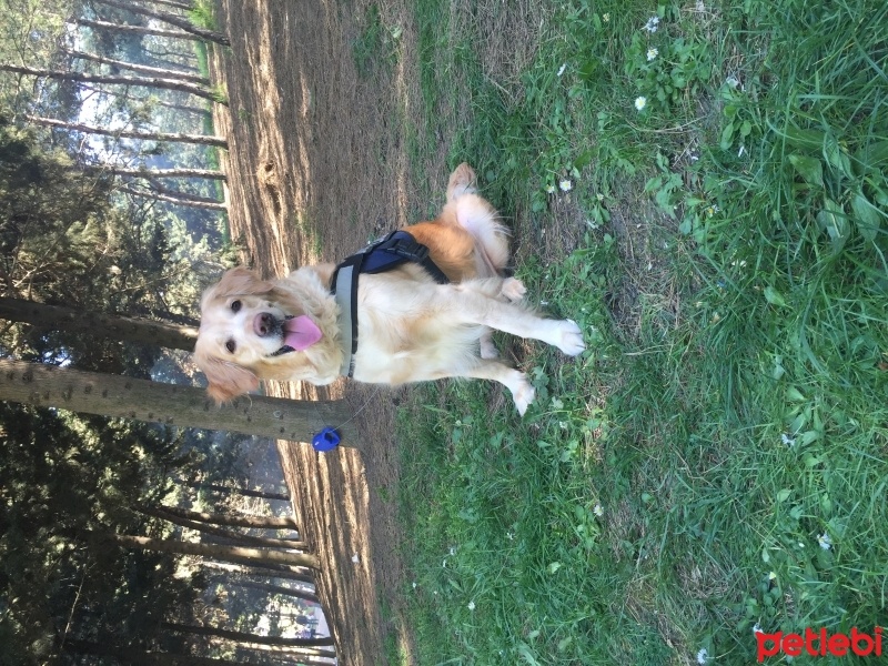 Golden Retriever, Köpek  Gypsy fotoğrafı