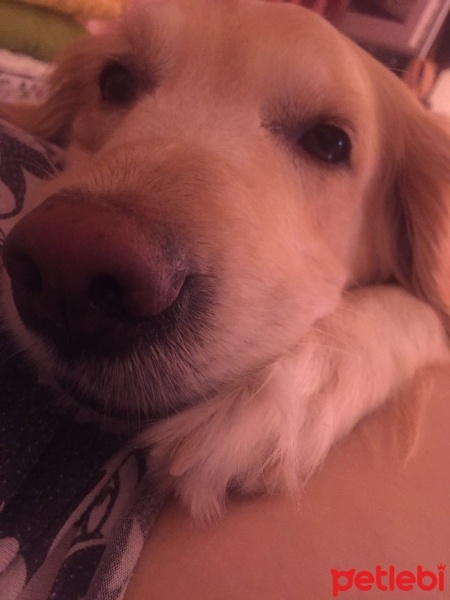 Golden Retriever, Köpek  Gypsy fotoğrafı