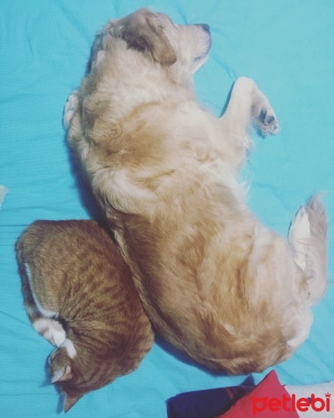 Golden Retriever, Köpek  Gypsy fotoğrafı