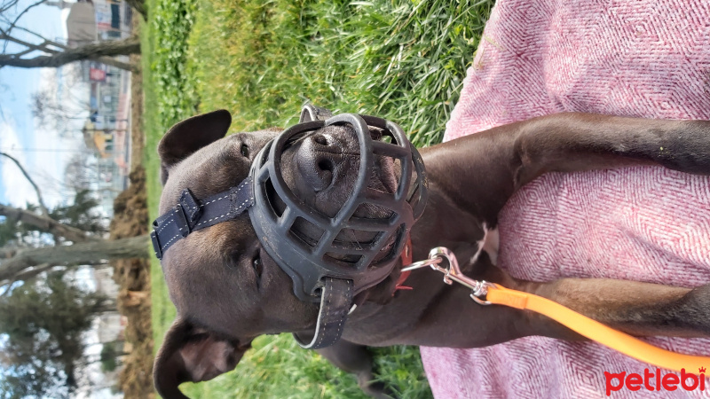 Amerikan Pitbull Terrier, Köpek  TARA fotoğrafı