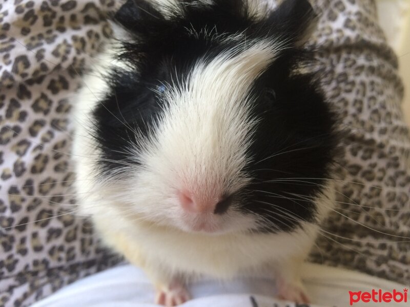 Guinea Pig, Kemirgen  Kanadalı İskender Fıçı fotoğrafı