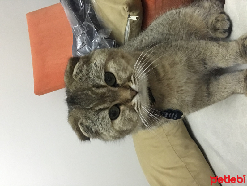 Scottish Fold, Kedi  Badem fotoğrafı