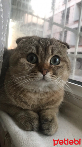 Scottish Fold, Kedi  Badem fotoğrafı