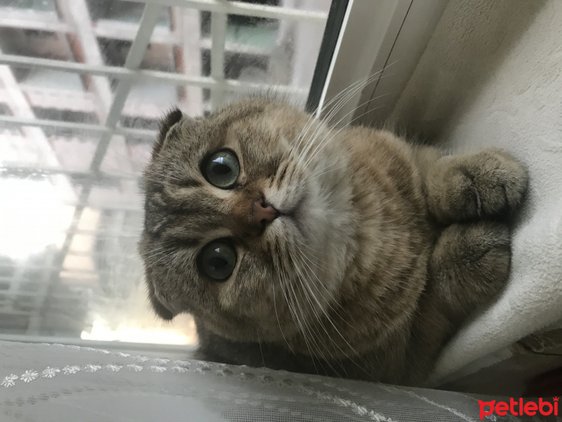Scottish Fold, Kedi  Badem fotoğrafı