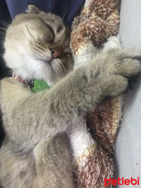 Scottish Fold, Kedi  Badem fotoğrafı