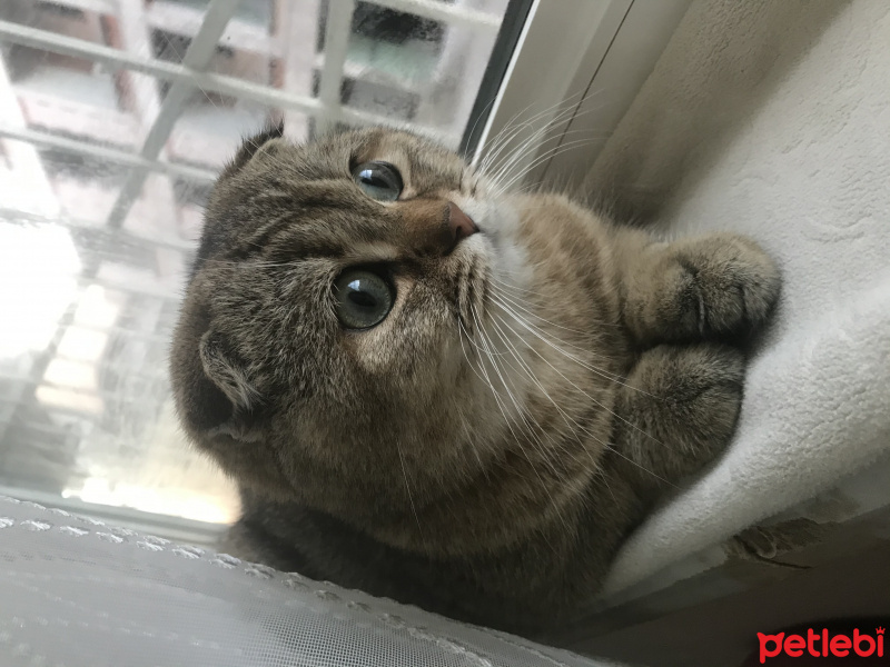 Scottish Fold, Kedi  Badem fotoğrafı