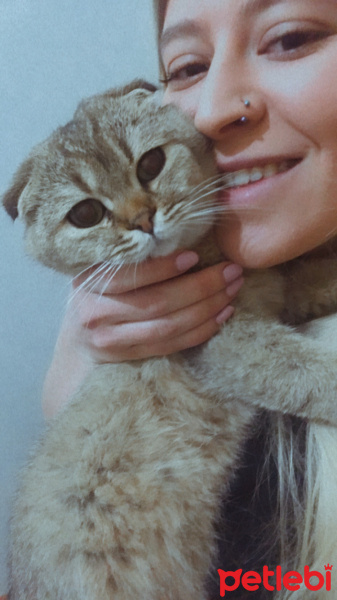 Scottish Fold, Kedi  Badem fotoğrafı