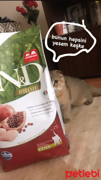 Scottish Fold, Kedi  Badem fotoğrafı