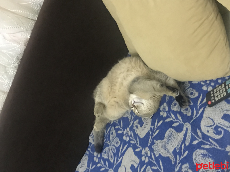 Scottish Fold, Kedi  Badem fotoğrafı