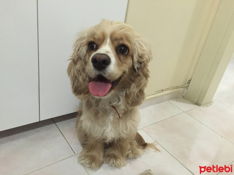 Amerikan Cocker Spaniel, Köpek  Venüs fotoğrafı