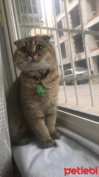 Scottish Fold, Kedi  Badem fotoğrafı