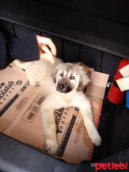 Kangal, Köpek  Şila fotoğrafı