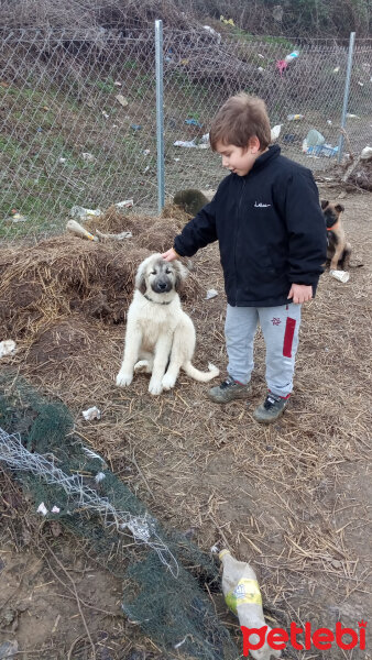 Kangal, Köpek  Şila fotoğrafı