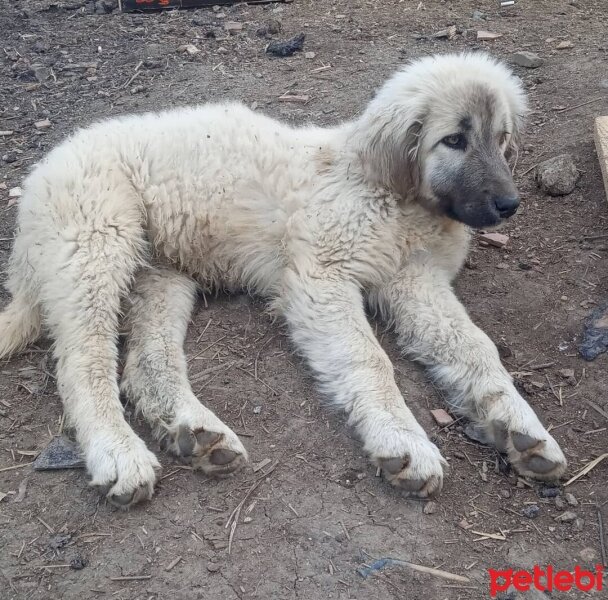 Kangal, Köpek  Şila fotoğrafı