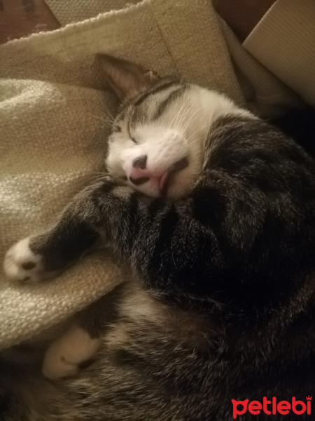 Tekir Kedi, Kedi  Leon fotoğrafı