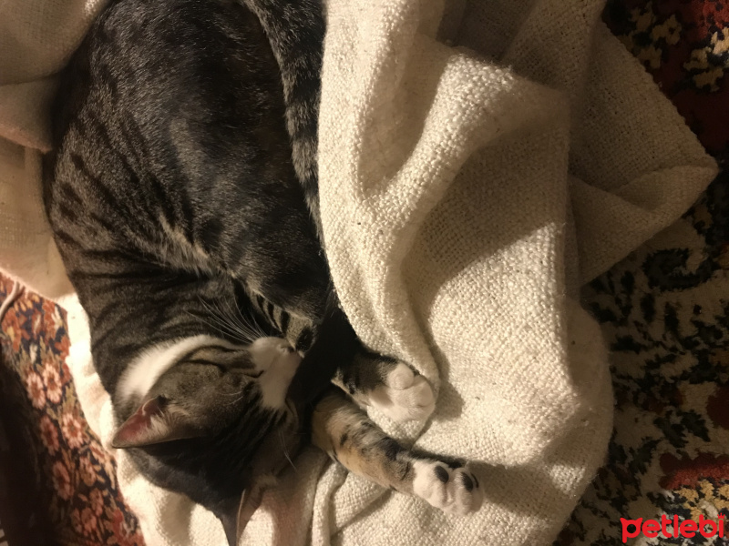 Tekir Kedi, Kedi  Leon fotoğrafı