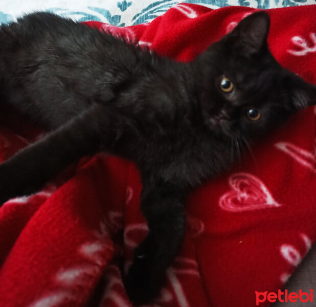 British Shorthair, Kedi  Panter fotoğrafı