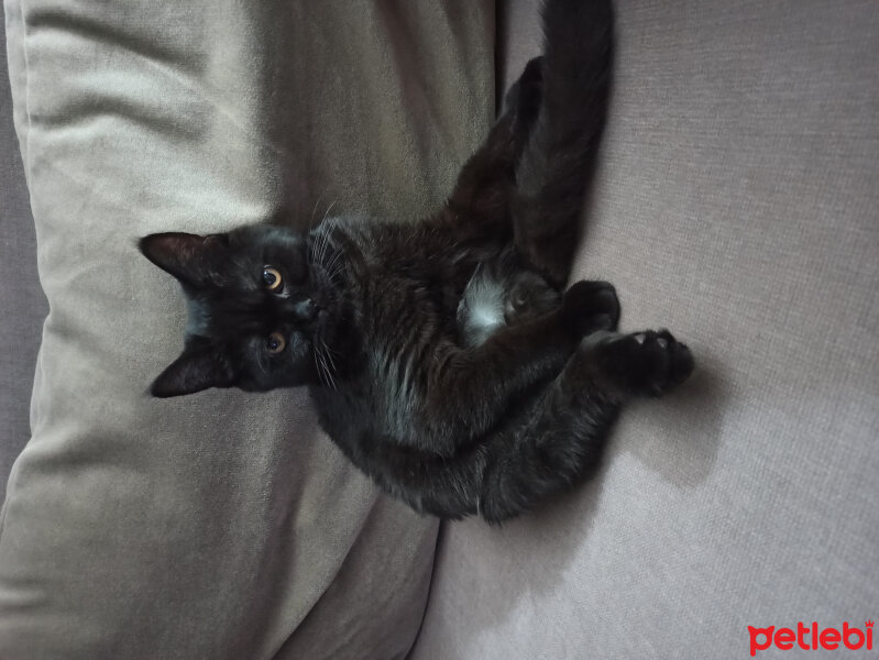 British Shorthair, Kedi  Panter fotoğrafı