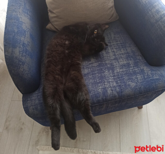 British Shorthair, Kedi  Panter fotoğrafı