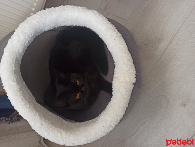 British Shorthair, Kedi  Panter fotoğrafı