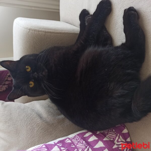 British Shorthair, Kedi  Panter fotoğrafı