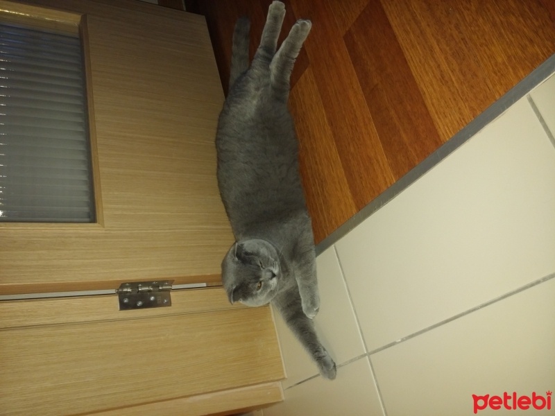 Scottish Fold, Kedi  Fehmi fotoğrafı