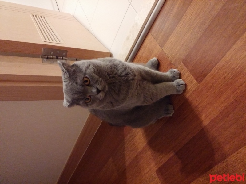 Scottish Fold, Kedi  Fehmi fotoğrafı