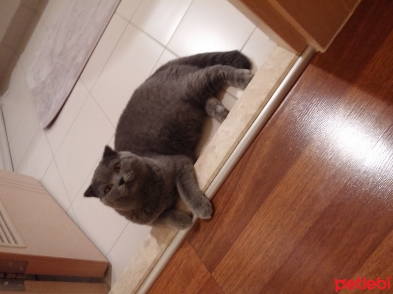 Scottish Fold, Kedi  Fehmi fotoğrafı