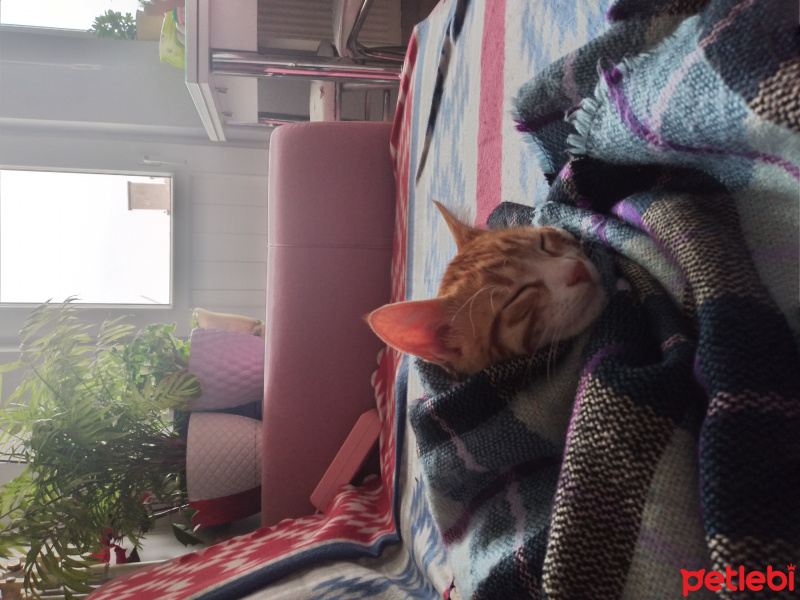 Tekir Kedi, Kedi  Herkül fotoğrafı