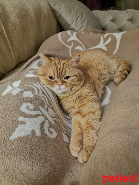 British Shorthair, Kedi  Prens fotoğrafı