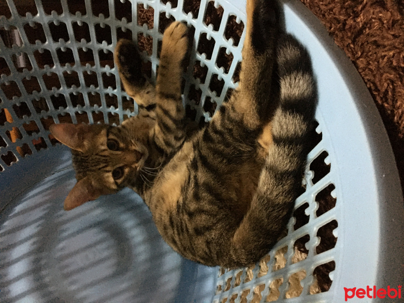 Tekir Kedi, Kedi  Pudie fotoğrafı