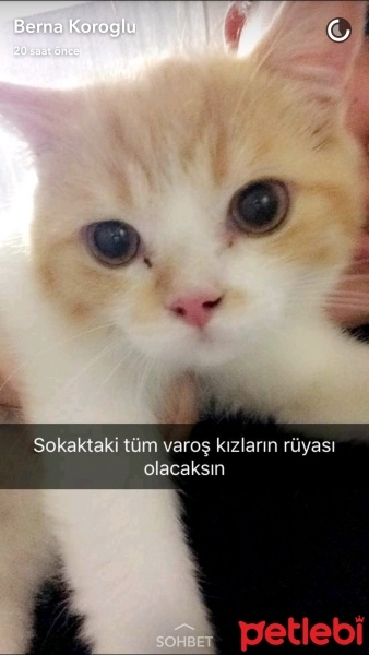 American Curl, Kedi  Pattis fotoğrafı