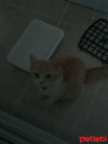 American Curl, Kedi  Pattis fotoğrafı