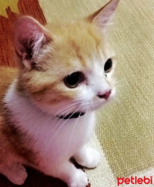 American Curl, Kedi  Pattis fotoğrafı