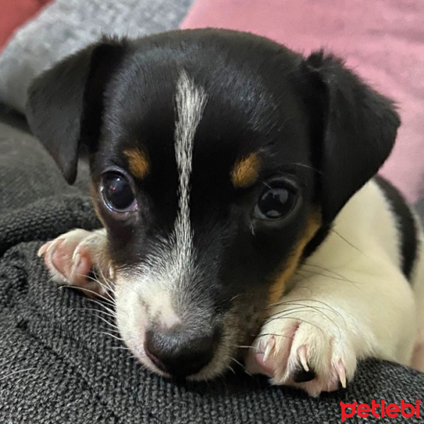 Jack Russell Terrier, Köpek  Mia fotoğrafı