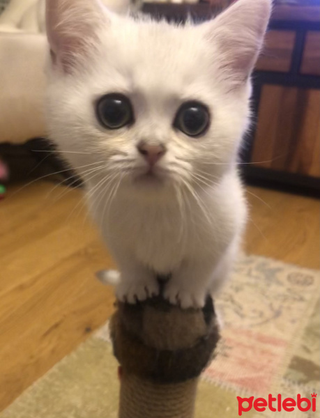 British Shorthair, Kedi  Sirius fotoğrafı